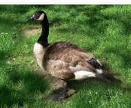 kanadai lúd, Branta canadensis