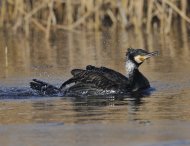 kárókatona,Phalacrocorax carbo