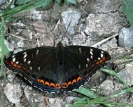 Nagy nyárfalepke Limenitis    populi