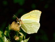 Citromlepke Gonepteryx rhamni