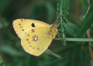 Kéneslepke Colias hyale