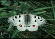 Apolló-lepke Parnassius apollo