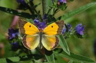 Sáfránylepke Colias crocea