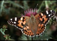 Bogáncslepke Vanessa cardui