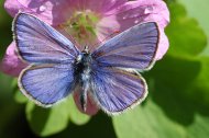 Közönséges boglárka Polyommatus icarus