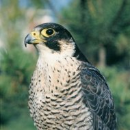 Vándorsólyom  (tojó) Falco peregrinus