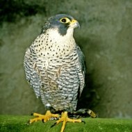 Vándorsólyom  (tojó) Falco peregrinus