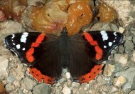 Atalanta-lepke Vanessa atalanta