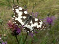 Sakktáblalepke Melanargia galathea