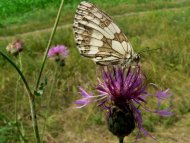 Sakktáblalepke Melanargia galathea