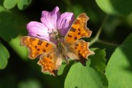 C-betűs lepke Polygonia c-album