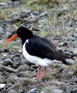 Csigaforgató, Haematopus ostralegus