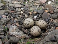 Csigaforgató, Haematopus ostralegus