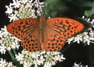 Nagy gyöngyházlepke Argynnis  paphia