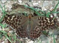 Nagy gyöngyházl.nőstény Argynnis paphia (f.valesina/