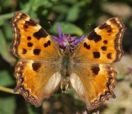 Nagy rókalepke Nymphalis polychloros