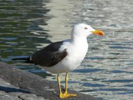 Heringsirály, Larus fuscus