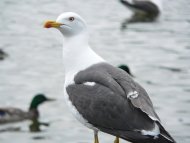 Heringsirály. Larus fuscus