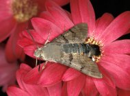 Kacsafarkú szender Macroglossum stellatarum