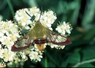 Dongószender Hemaris fuciformis