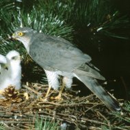 Karvaly   (tojó) Accipiter nisus