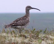 Kis póling, Numenius phaeopus