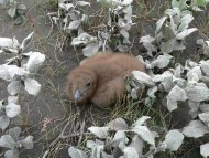 Nagy halfartkas, Stercorarius skua