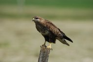 Egerészölyv buteo buteo