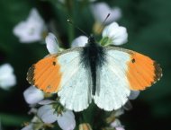 Hajnalpírlepke Anthocharis cardamines 2.