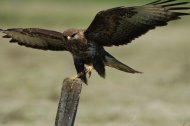 Egerészölyv Buteo buteo