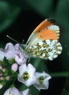 Hajnalpírlepke  Antocharis cardamines