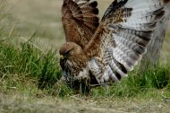 Egerészölyv  Buteo buteo