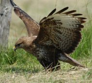 Egerészölyv Buteo buteo