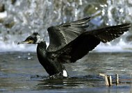 Kárókatona,Phalacrocorax carbo