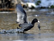 szárcsa, ,Fulica atra