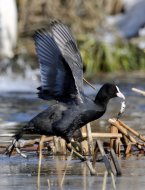 szárcsa ,Fulica atra