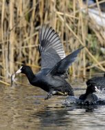 szárcsa, Fulica atra