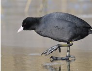 szárcsa, Fulica atra