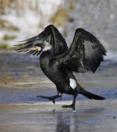 Kárókatona, Phalacrocorax carbo