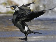 Kárókatona, Phalacrocorax carbo