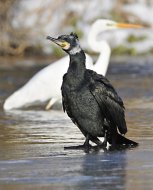 Kárókatona, Phalacrocorax carbo