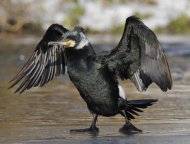 Kárókatona, Phalacrocorax carbo