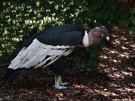 andesi kondor, Vultur gryphus (hím)