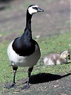 apáca lúd Branta leucopsis.