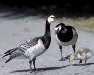 apáca lúd  Branta leucopsis