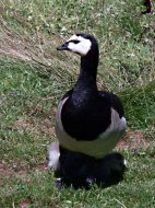 apáca lúd, Branta leucopsis