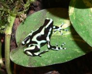 aranyos famászóbéka Dendrobates auratus.jpg