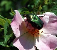 aranyos rózsabogár vadr.Cetonia aurata