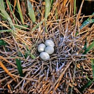 Bakcsó, Nycticorax nycticorax