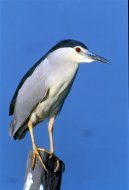 Bakcsó, Nycticorax nycticorax